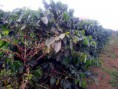 /album/%eb%86%8d%ec%9e%a5-%ec%9d%b4%ec%95%bc%ea%b8%b0/coffee-farm2-jpg/